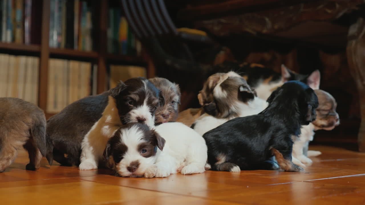 cachorros divertidos juegan en el suelo en la habitación el gato los está mirando