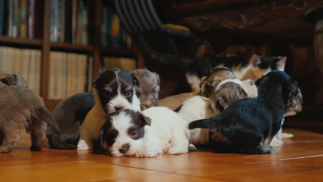 cachorros divertidos juegan en el suelo en la habitación el gato los está mirando