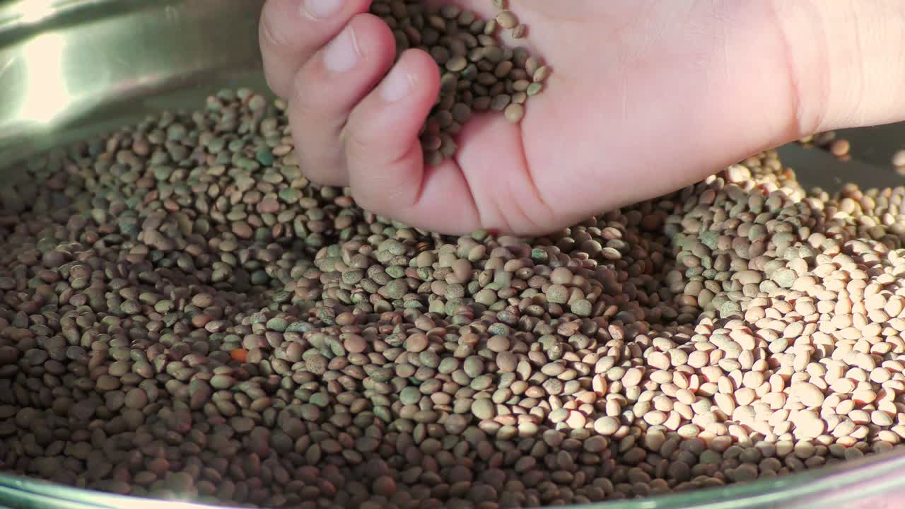A hand is showing lentil masoor pulse dal legume in the heap