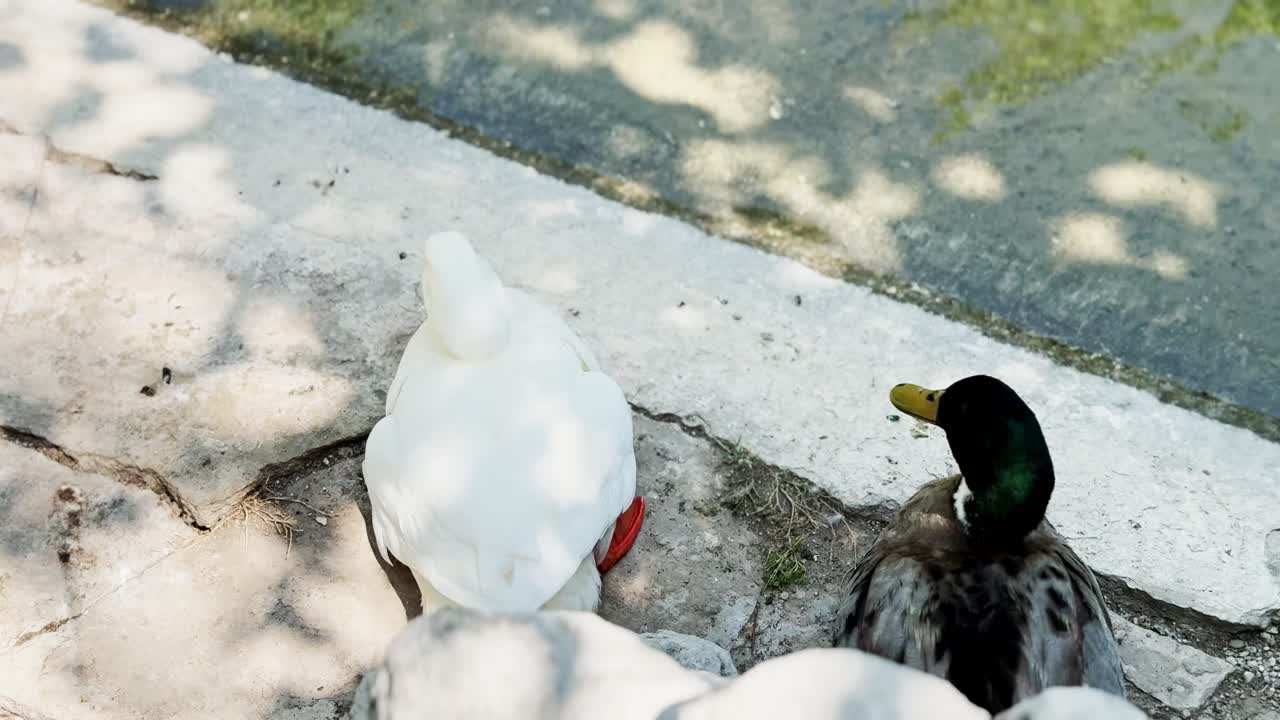 Male Mallard Duck Resting on Ground by Rocks