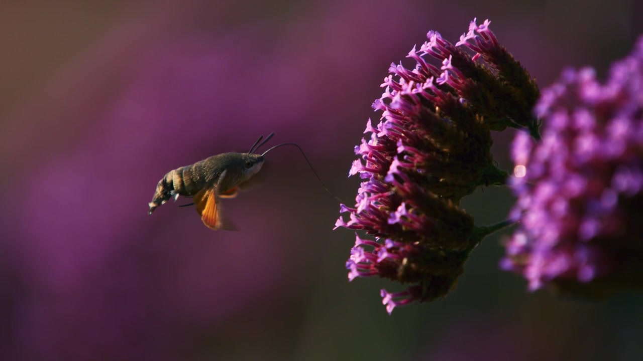 Бражник-колибри (Macroglossum stellatarum) ищет нектар среди цветов, снято в сверхзамедленной съемке 1000 кадров в секунду.