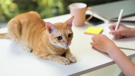 mujer trabajando con gato