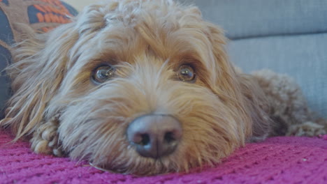 adorable perro cavapoo al aire libre