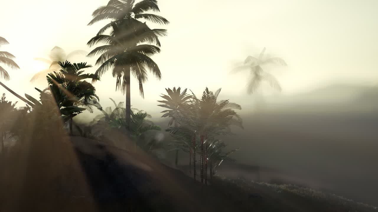 코코  ⁇  나무 열대 풍경