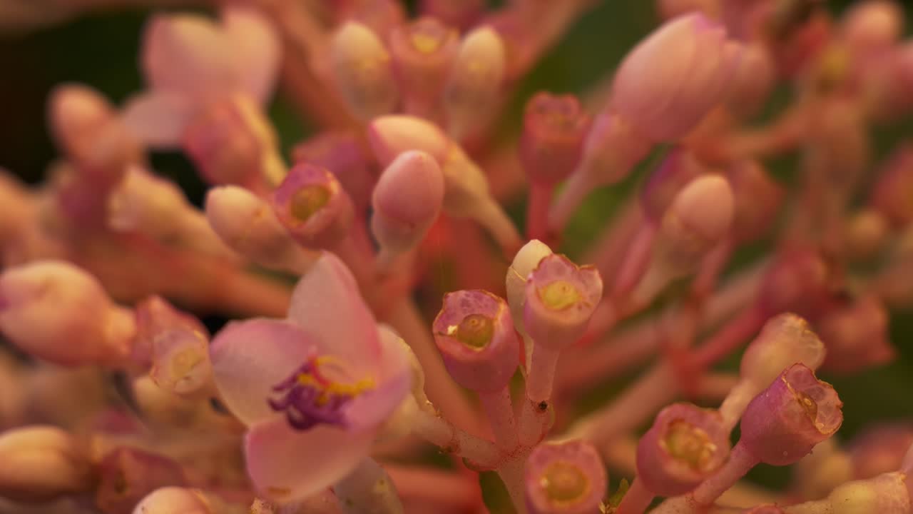 Delicati boccioli di fiori di Medinilla Speciosa (orchidea malese). Primo piano.