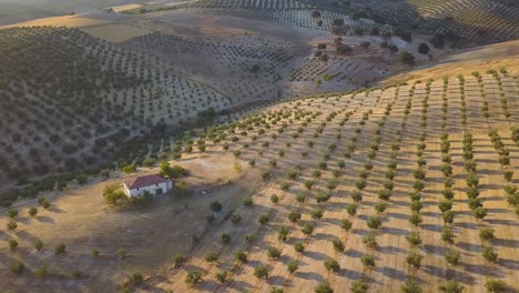 aerial shot with slow tilt down of a big house surrounded by olive fields during the sunset in the south of spain