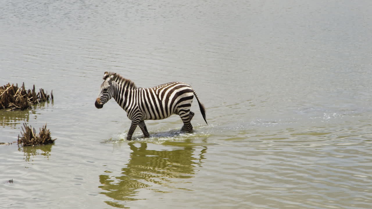 cebra saliendo del agujero de riego en un día soleado en el parque nacional de nairobi