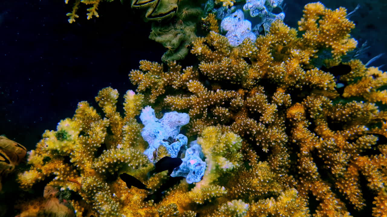 Un poisson-grenouille blanc parfaitement camouflé dans une dense colonie de corail acropora jaune, sur un fond d'eau sombre. Indonésie, Katak Laut.