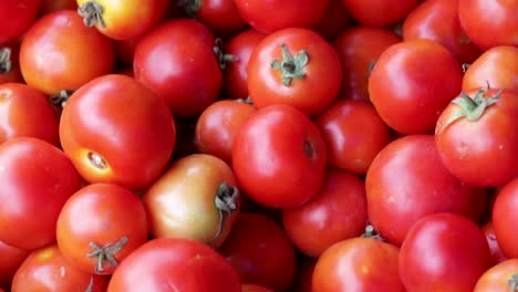 tomates orgánicos frescos de la granja de cerca desde un ángulo diferente