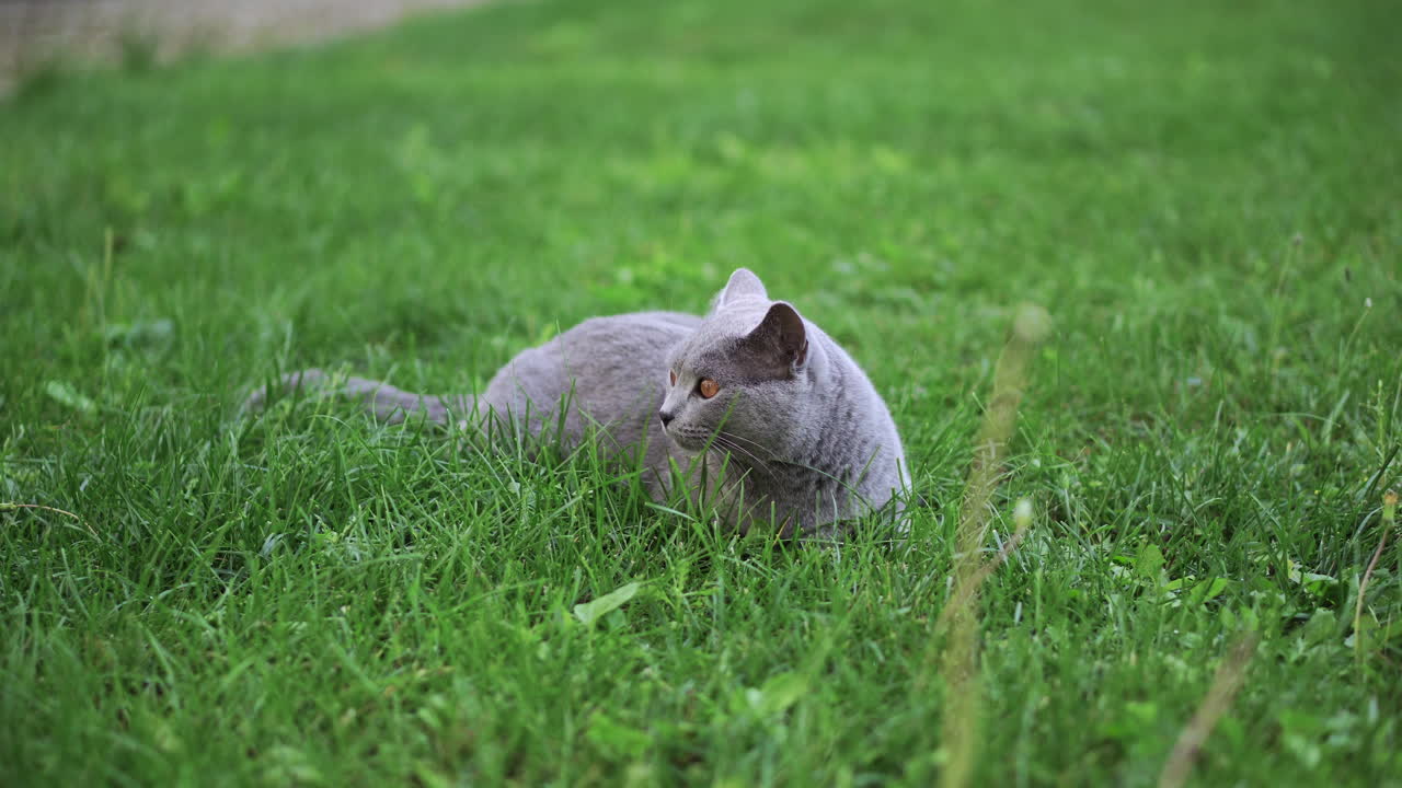 Gatto British Shorthair blu sdraiato sull'erba verde mentre sbadiglia, si lecca e guarda