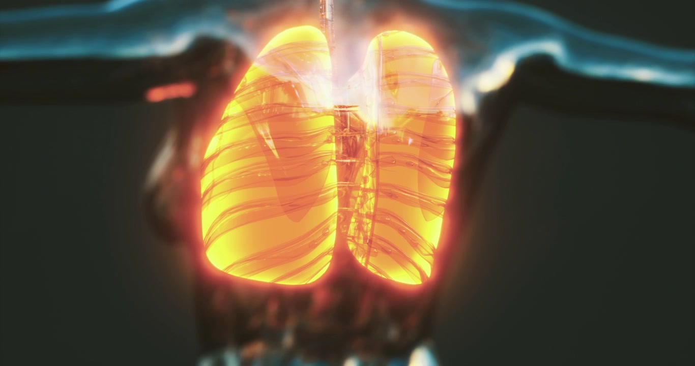 Illustrazione dettagliata dei polmoni umani che mostra anatomia e funzione