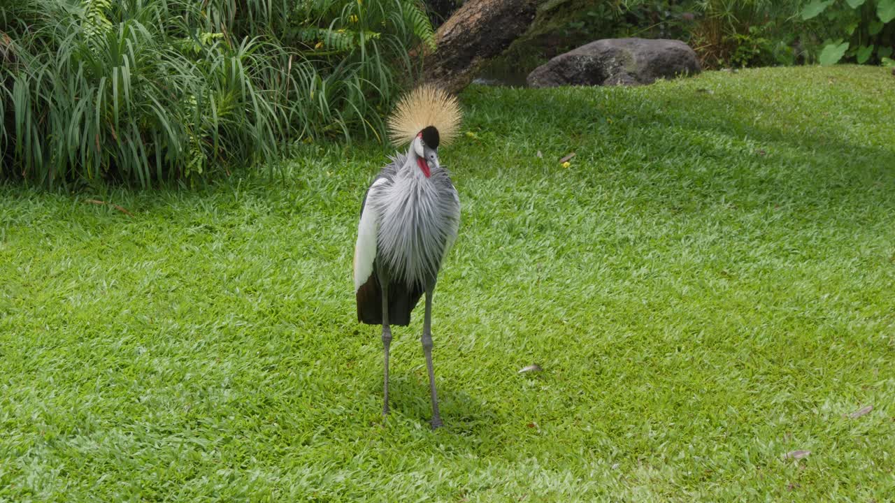 un primer plano estático de la grulla coronada gris de pie en el césped y limpiando sus plumas