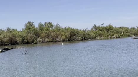 Drohend-Sitzt-Ein-Reiher-In-Einem-Fluss-Und-Wartet-Darauf,-In-Der-Natur-Ausgelöscht-Zu-Werden