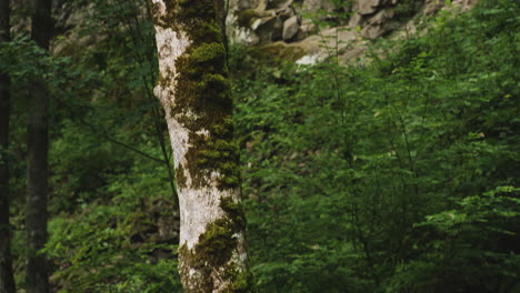 slender forest tree trunk covered with moss next to steep rock cliff