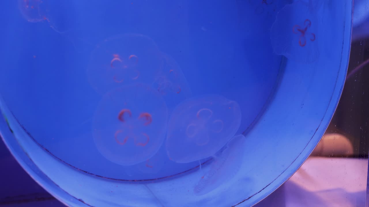 medusas en un acuario