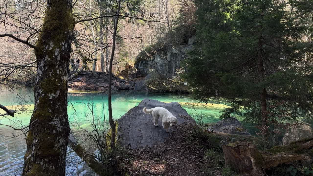 Crestasee Lake Cresta nature Switzerland spring dog walking outdoor forest