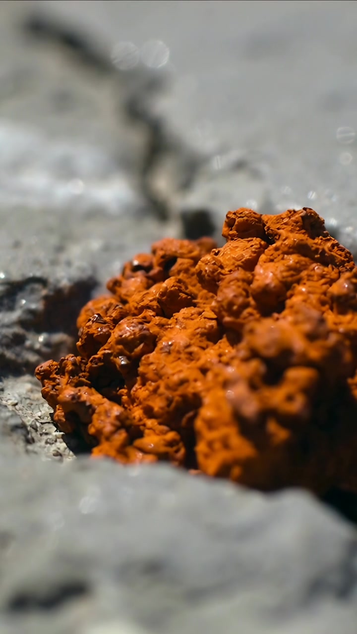 Vertical video: Racking macro camera revealing orange lichen growth on grey rock, showing wet sheen