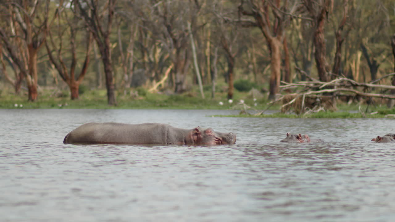 una pequeña manada de hipopótamos en el lago naivasha, kenia
