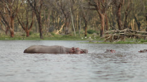 A-small-pod-of-hippos-in-Lake-Naivasha,-Kenya