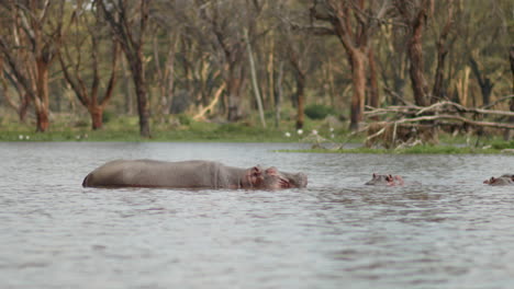 a small pod of hippos in lake naivasha, kenya