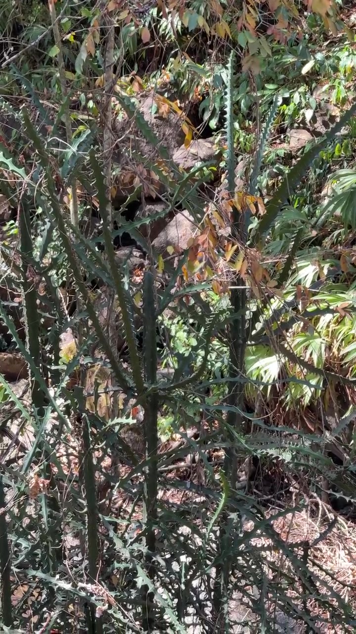 Primo piano di una pianta di cactus spinosa in un giardino soleggiato.