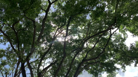 Sonnenlicht-Strömt-Ruhig-Durch-Die-Bäume