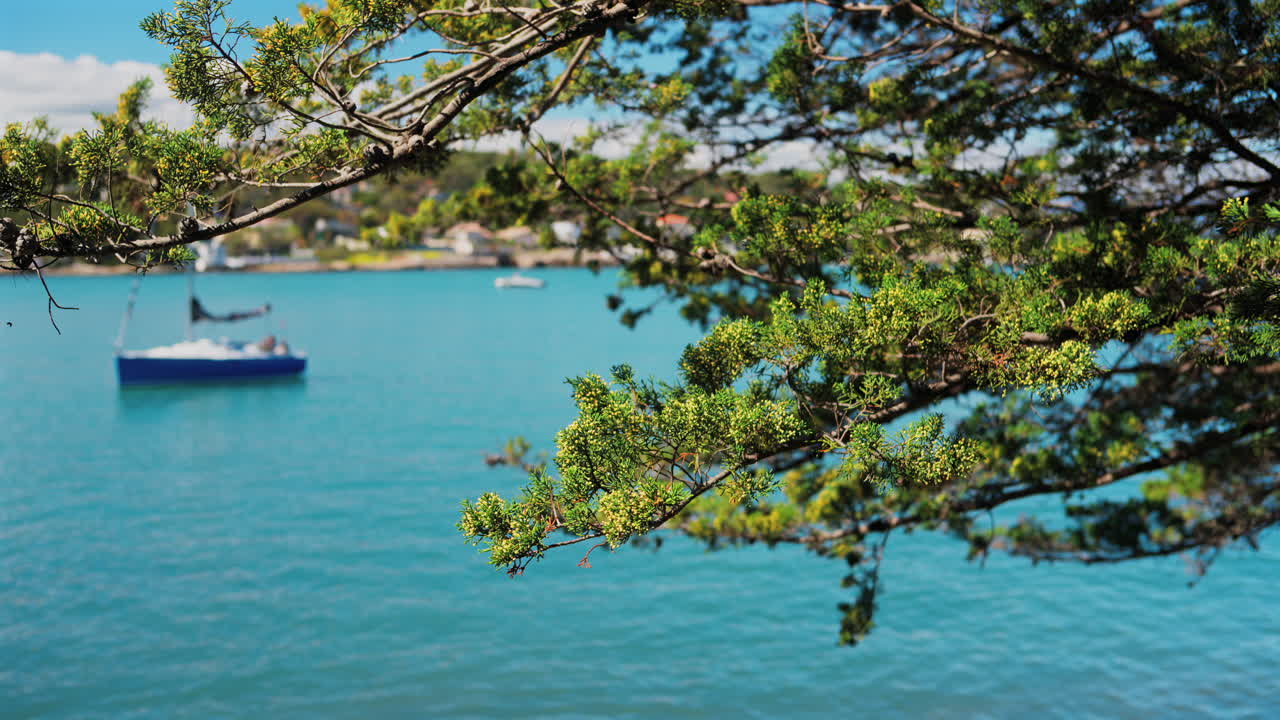 Close up of a green tree branch with a blurry view of boats floating on the sea