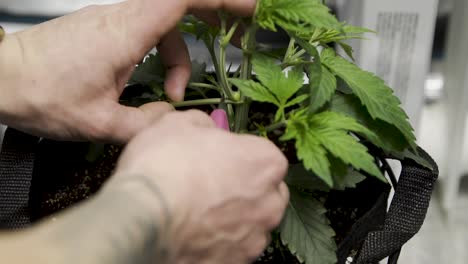 Man's-Hands-Cutting-Cannabis-Leaf-From-Plant---Static,-Close-Up