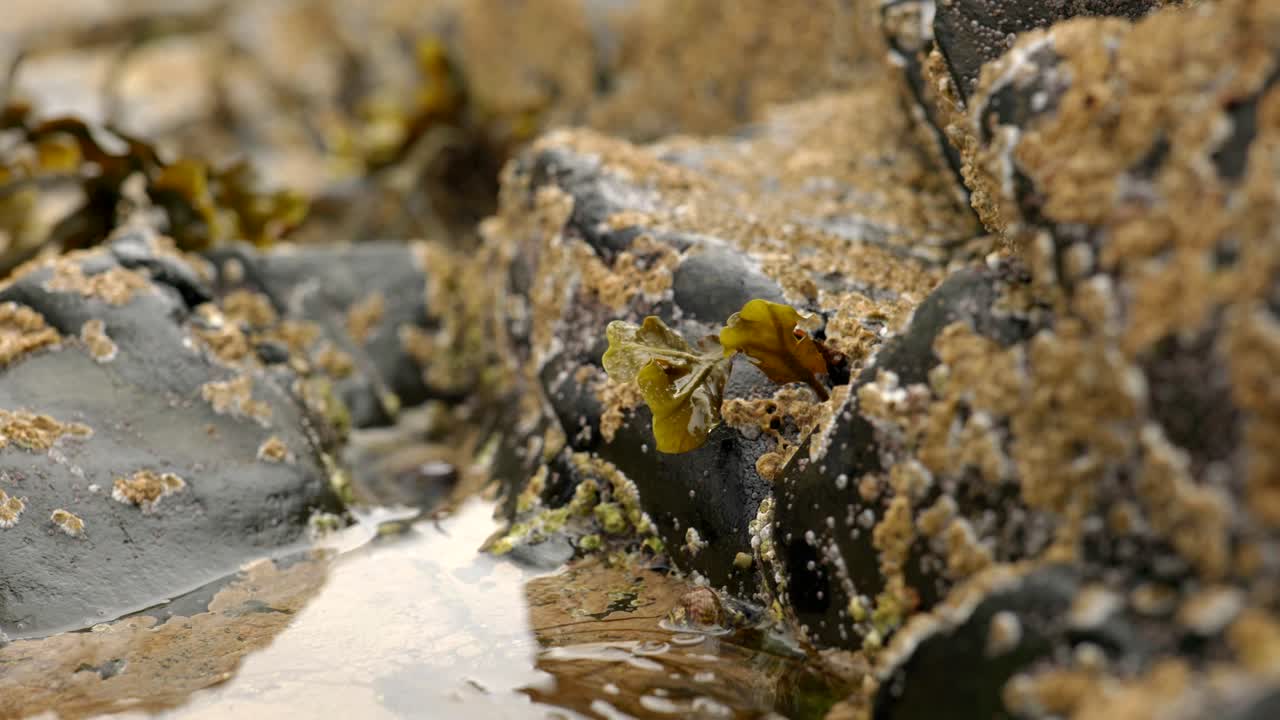 Una lenta panoramica di acqua immobile in una pozza di scogli con balani e alghe in Scozia