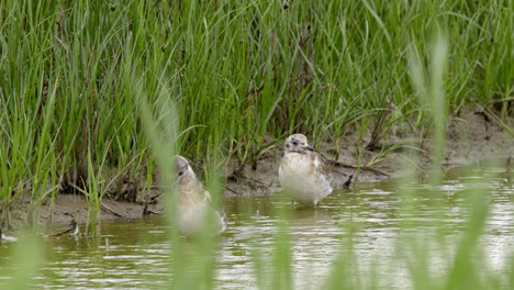 Herring-gull-chicks,-fledglings-seabird-feeding-on-the-marshlands-of-the-lincolnshire-coast-marshlands,-UK