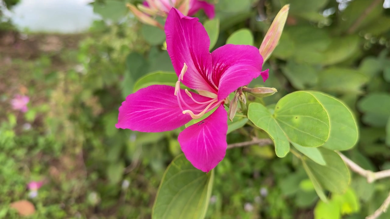 Fiore di Bauhinia rosa vivace che sboccia in un giardino