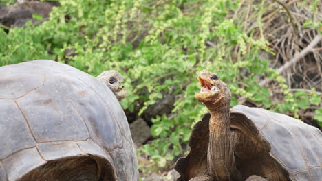 par de chelonoidis chathamensis levantando la cabeza con la boca abierta en la estación de investigación charles darwin en la isla santa cruz