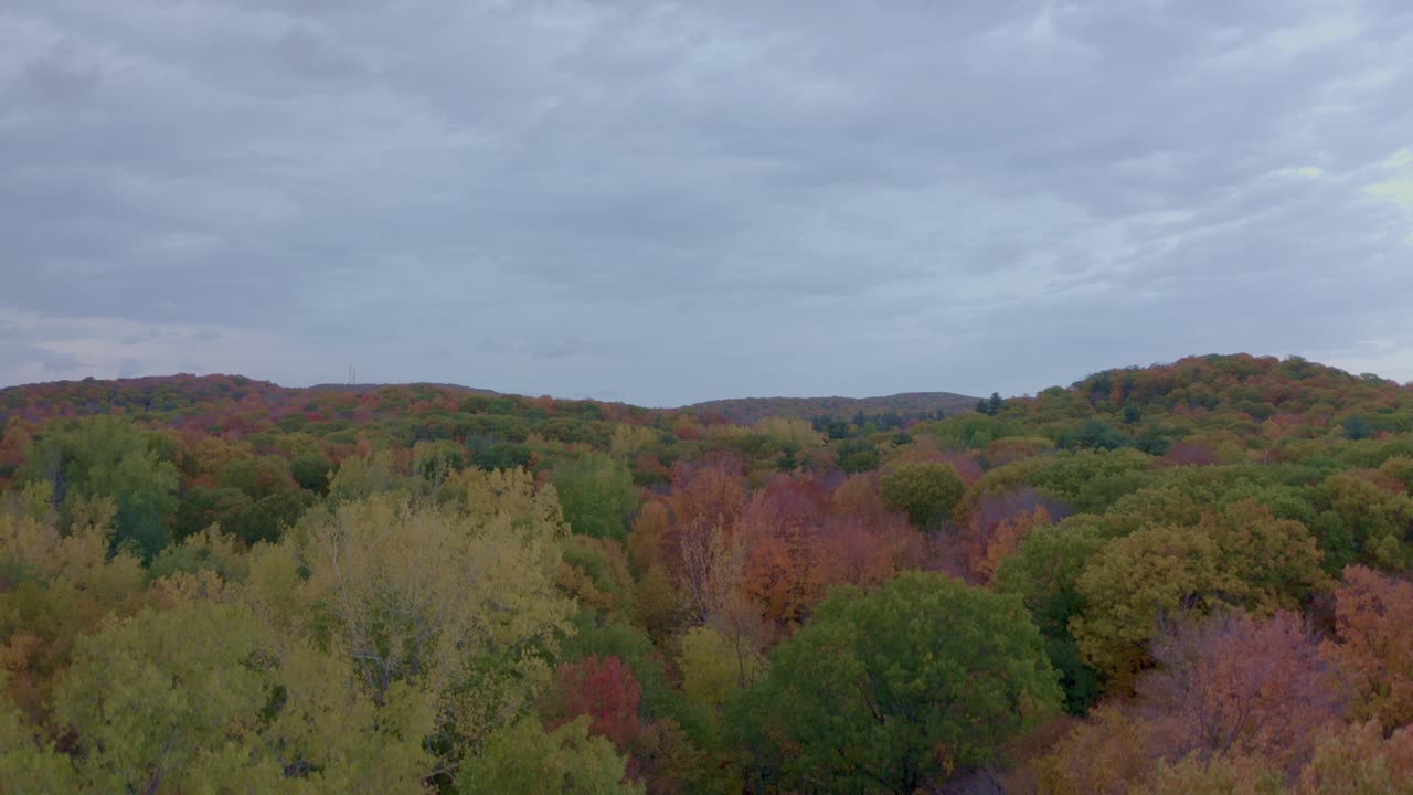 drone comenzando desde debajo de los árboles y moviéndose hacia arriba en el cielo revelando un bosque colorido