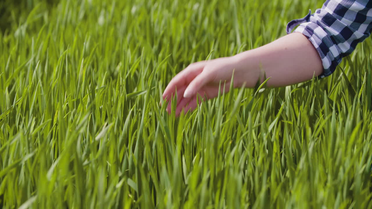 Close-up of female farmer's hand examining young wheat