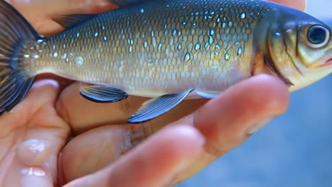 a close-up of a small fish with scales