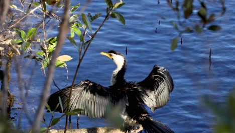 un pájaro extiende sus alas para secarse junto a un lago