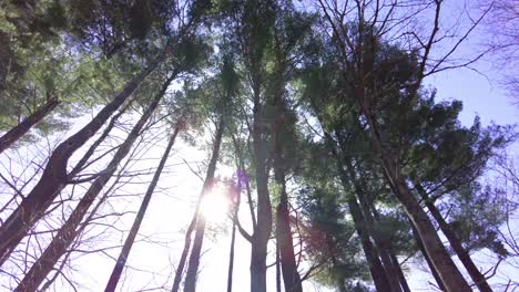 Mitten-Im-Frühling-Dringt-Sonnenlicht-Durch-Hohe-Bäume