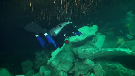 divers below mangrove trees