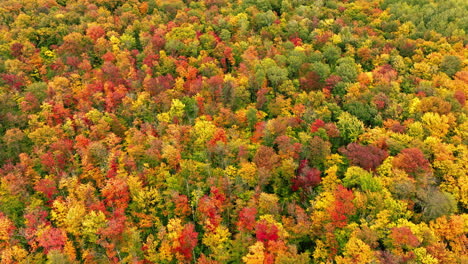 Drone-shot-of-forest-in-autumn