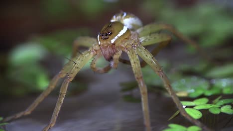 una araña pescadora limpia sus patas 1