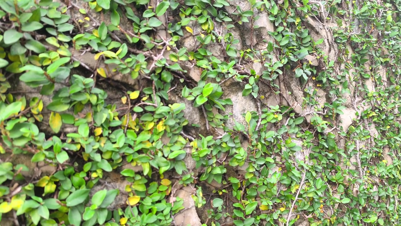 Il Ficus pumila cresce su una struttura solida. Il fico rampicante copre completamente la superficie in pietra. Questa pianta lussureggiante crea una vista paesaggistica unica e bellissima