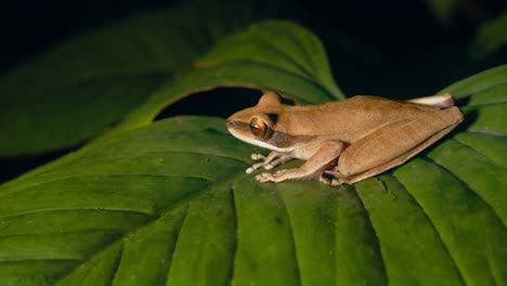 Sideways-position-of-a-sitting-brown-tree-frog-on-a-wide-leaf-in-the-forest-at-night-with-big-bulging-eyes