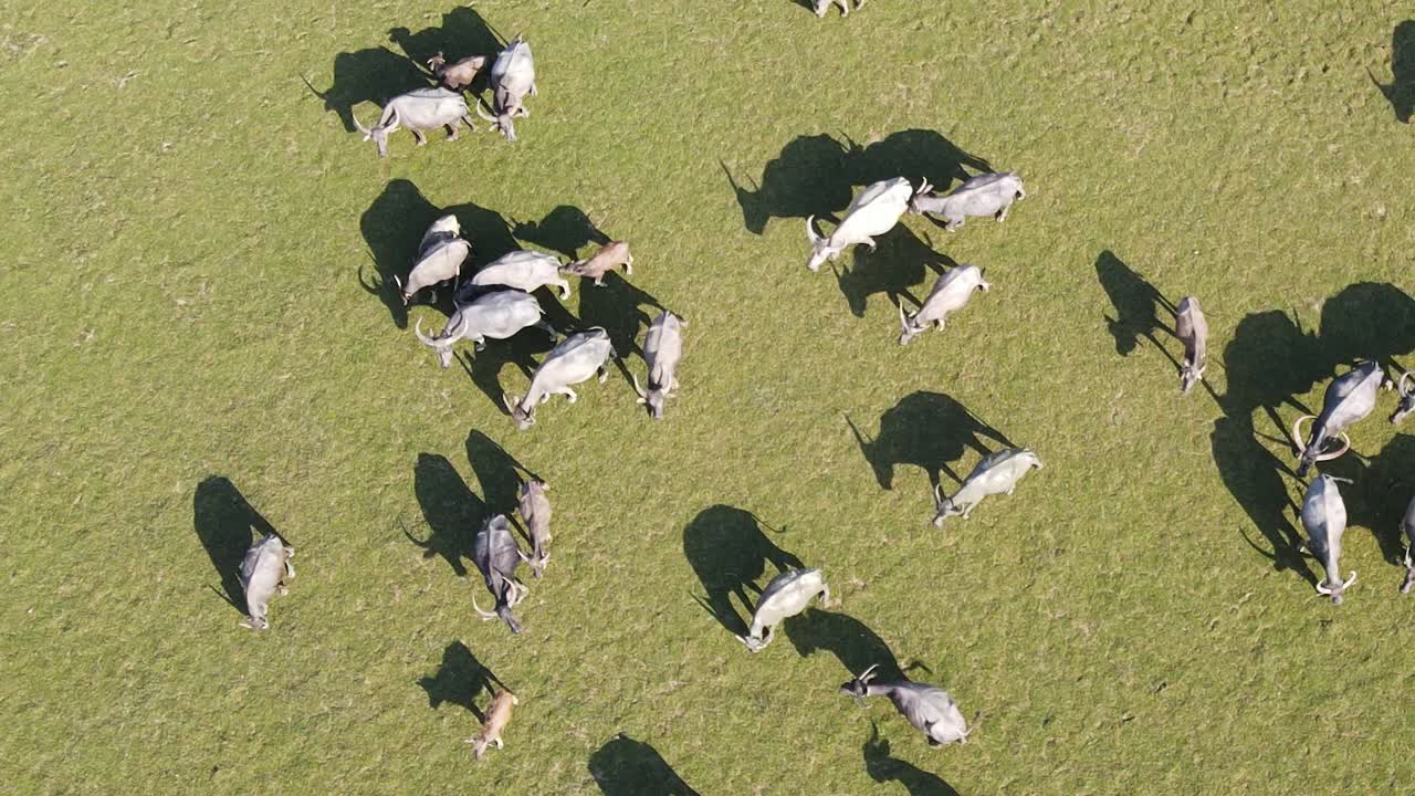 풀을 뜯고 있는 버팔로 무리의 공중 촬영