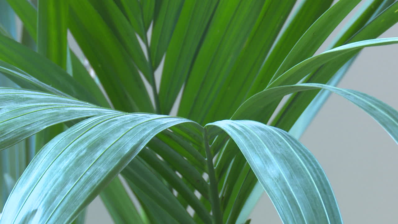 Close-up of a green palm plant