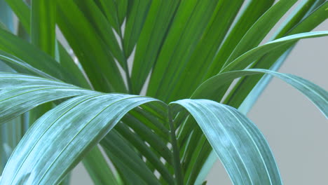 close-up of a green palm plant