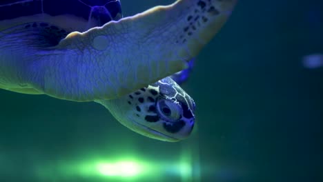 sea turtle in aquarium