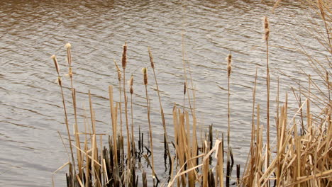 Weite-Aufnahme-Von-Binsen-In-Einem-Feuchtgebiet-Naturschutzgebiet-Am-Fluss-Ant-An-Den-Norfolk-Broads