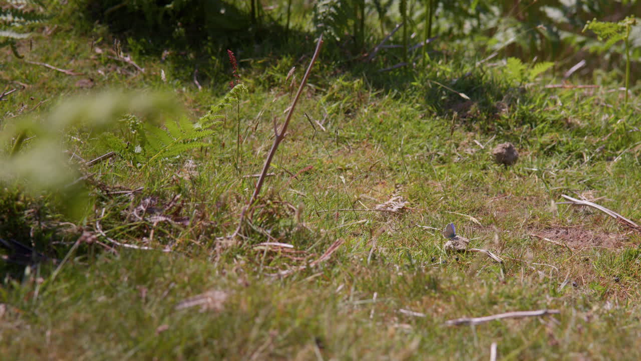 mariposa azul común descansando en el suelo del claro del bosque con ramas y restos de plantas, dartmoor