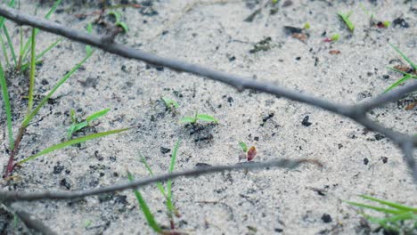 ants on the ground