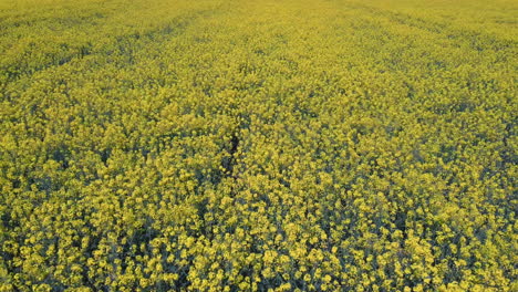 vuelo sobre campo con flores de canola en flor